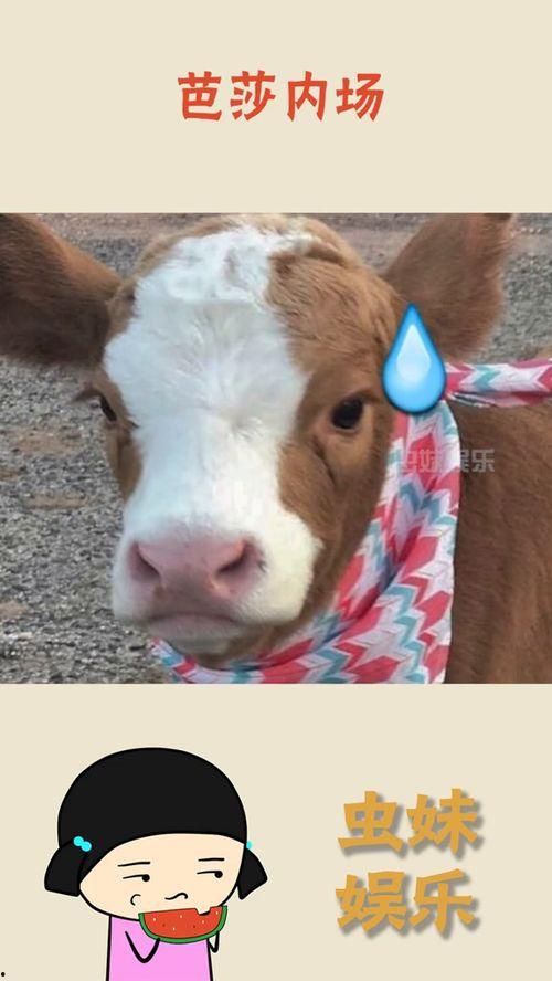 娱乐吃瓜酱小鱼,揭秘娱乐圈那些不为人知的幕后故事  第1张