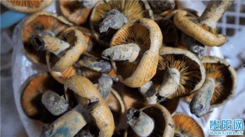 野生菌爆料视频,揭秘大自然的菌类宝藏  第2张